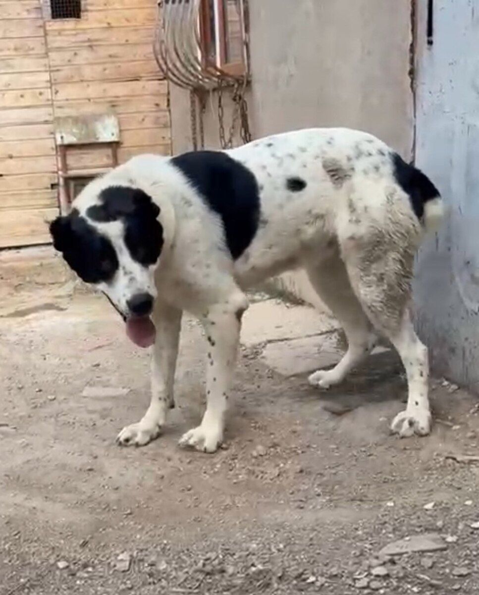 Alabay — Köpəklər, Bakı