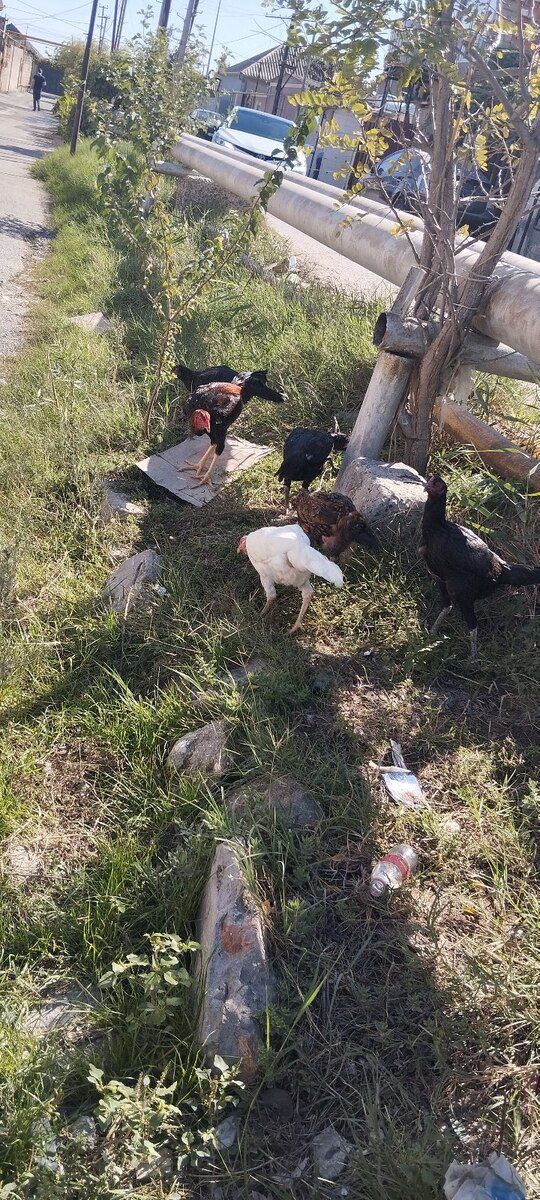 Heyratı xoruzu — Quşlar, Bakı (2)