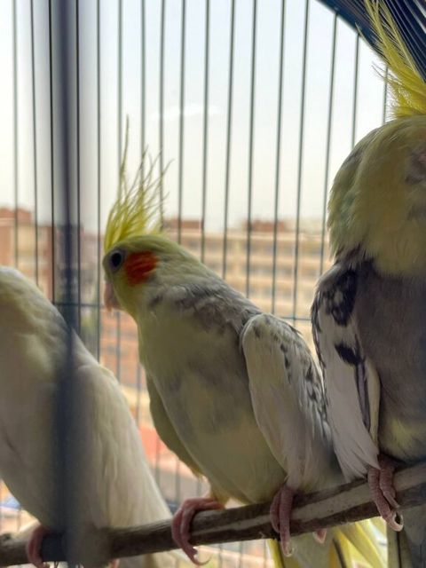 Korella quşları — Bakı