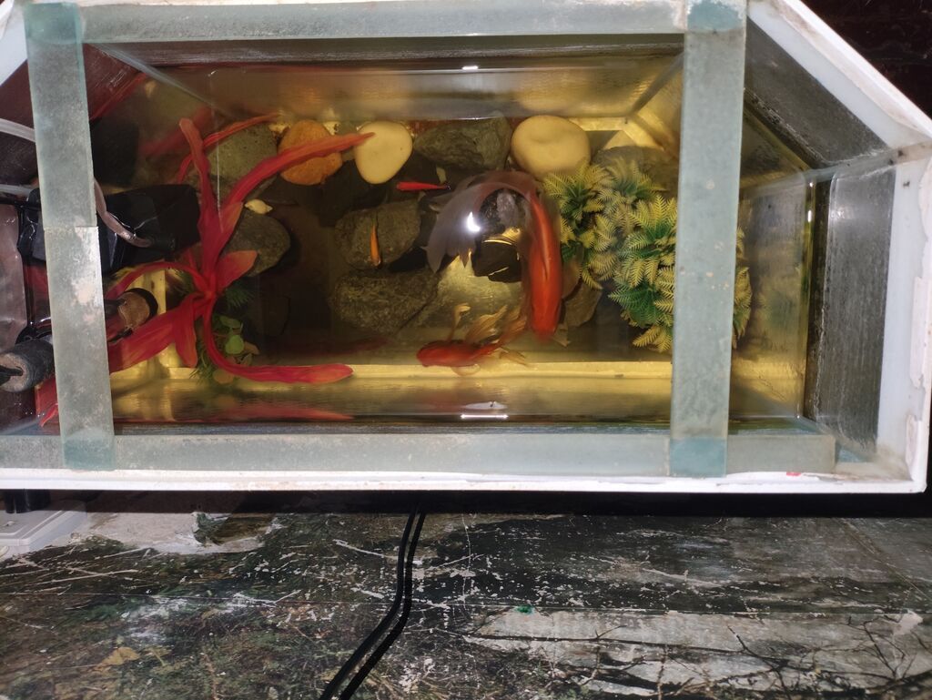 Filtrı varqızdırıcısı var 2 dənə böyük qızıl balıq 4 dənə balaca — Akvariumlar və balıqlar, Bakı (2)