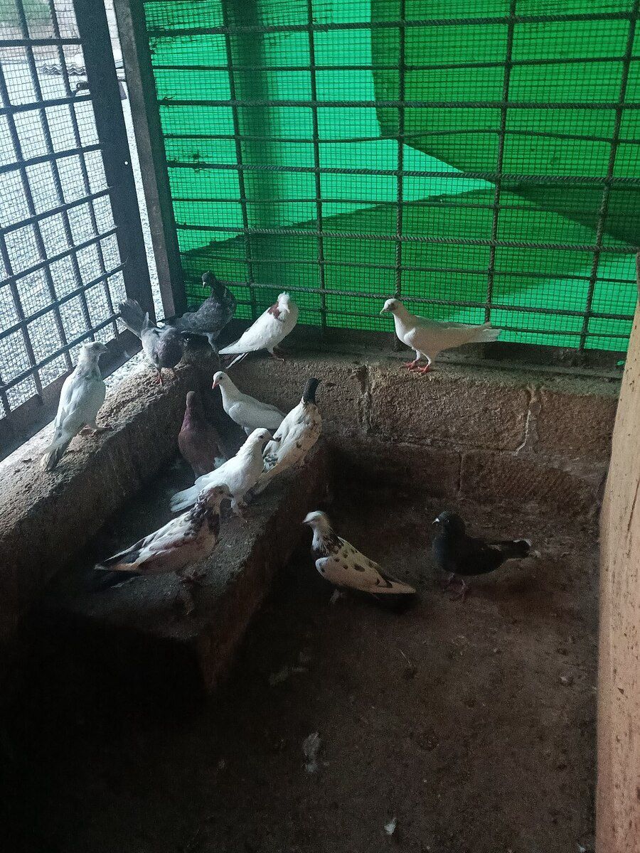 Göyərçinlər — Quşlar, Bakı (3)