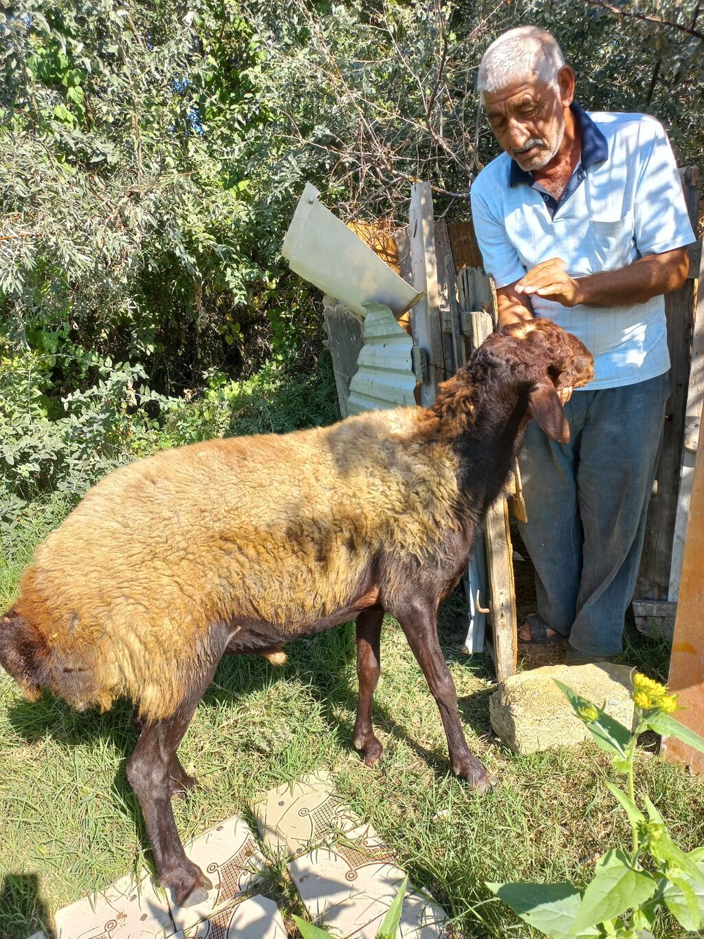 Qoyun – qala cinsi - Cins: Qoç - Boy-buxun: Uzunbədənli, möhkəmli — Kənd təsərrüfatı heyvanları, Bakı (6)