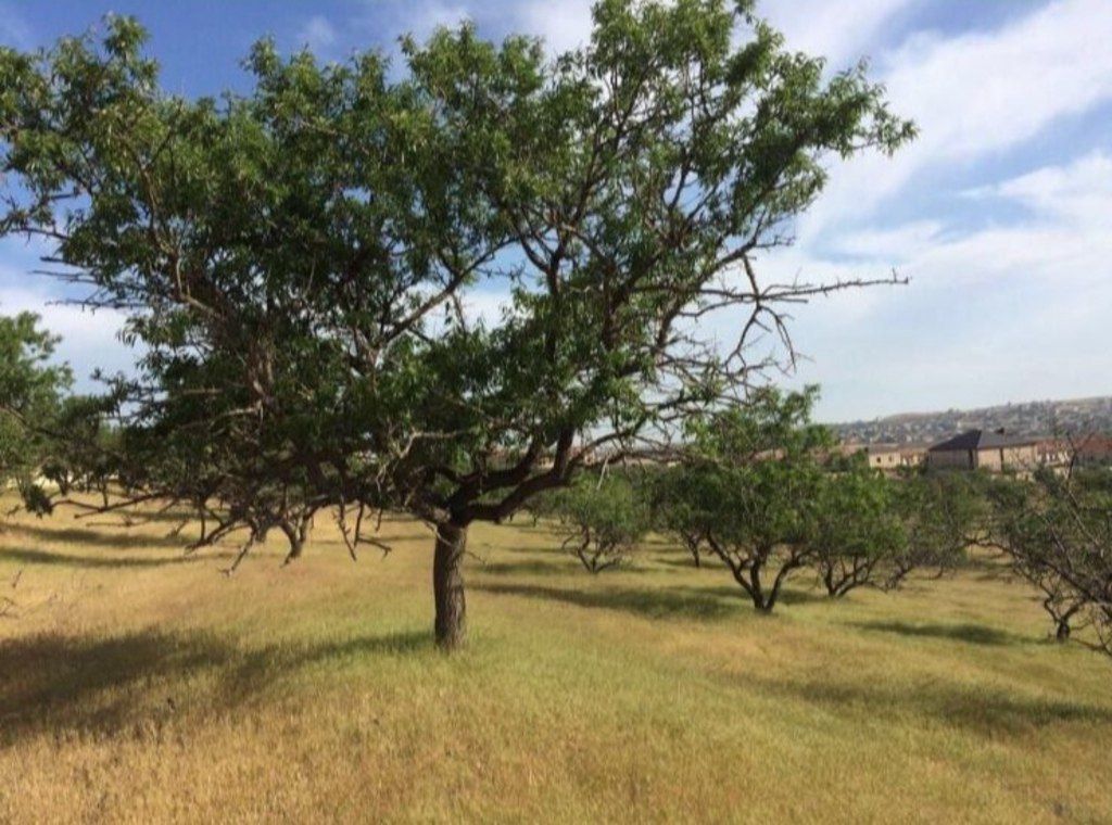 Satılır torpaq 37 sot — Torpaq, Bakı