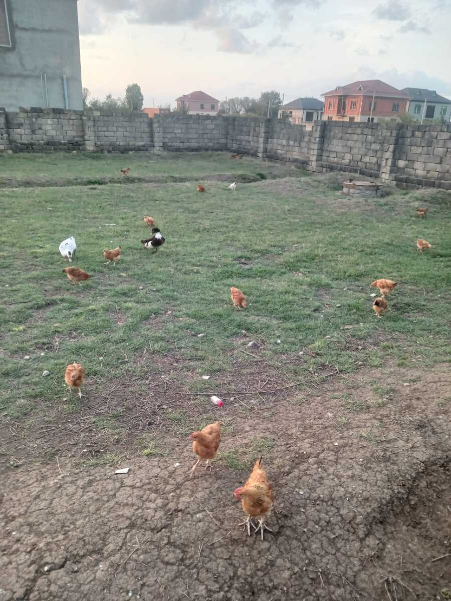 Çolpalar — Quşlar, Lənkəran (4)