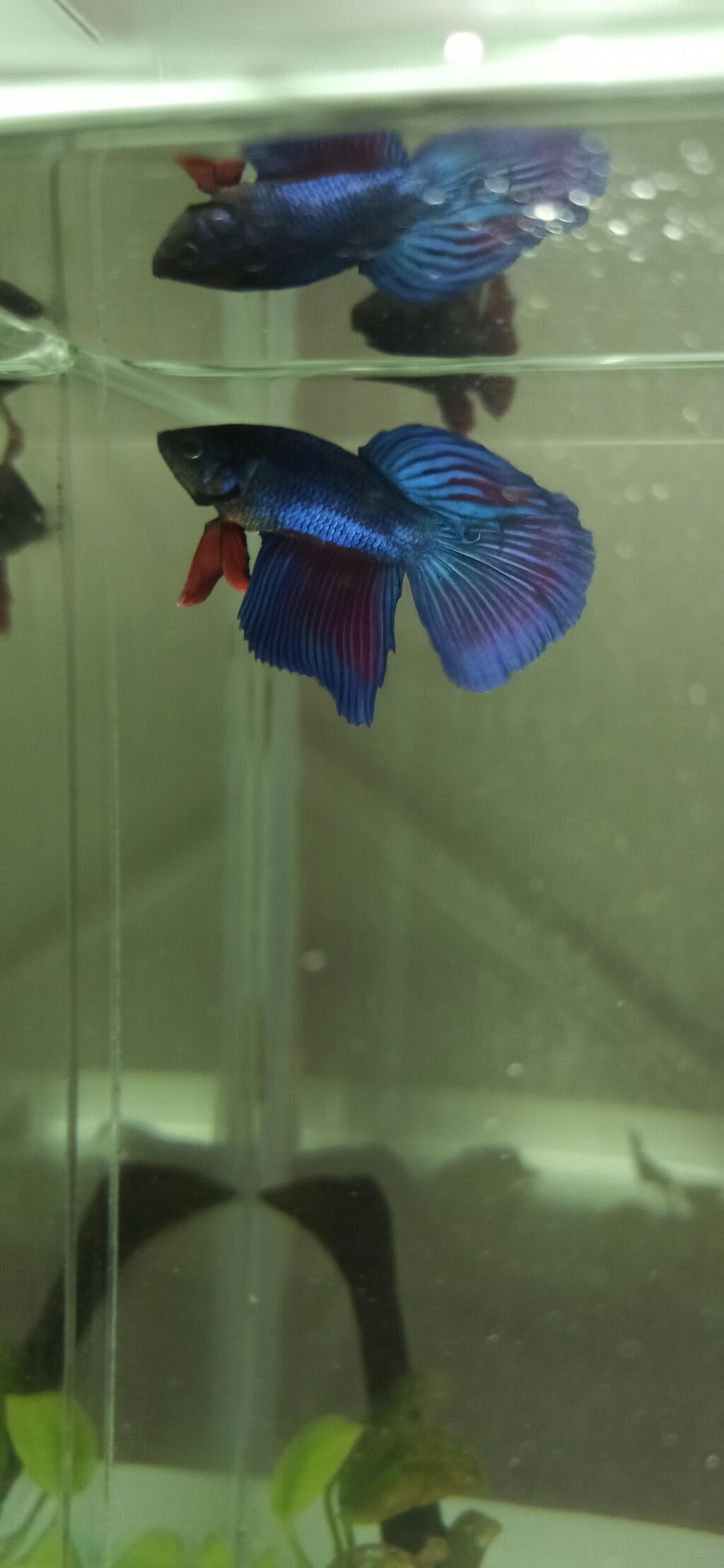 Betta (Petuşok balığı), Yırtıcı — Akvariumlar və balıqlar, Bakı (5)