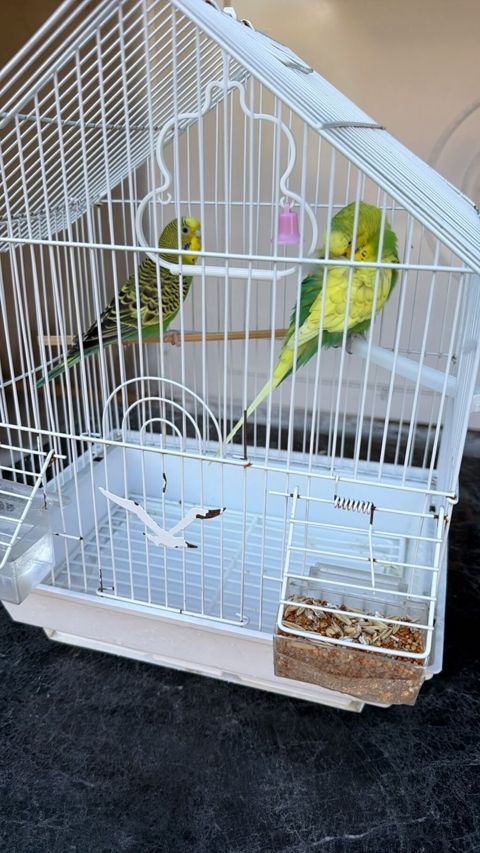Budaqlar və qəfəs dəsti – iki dalğıç tutquşu (qamışqanad/budgerigar) — Ceyranbatan