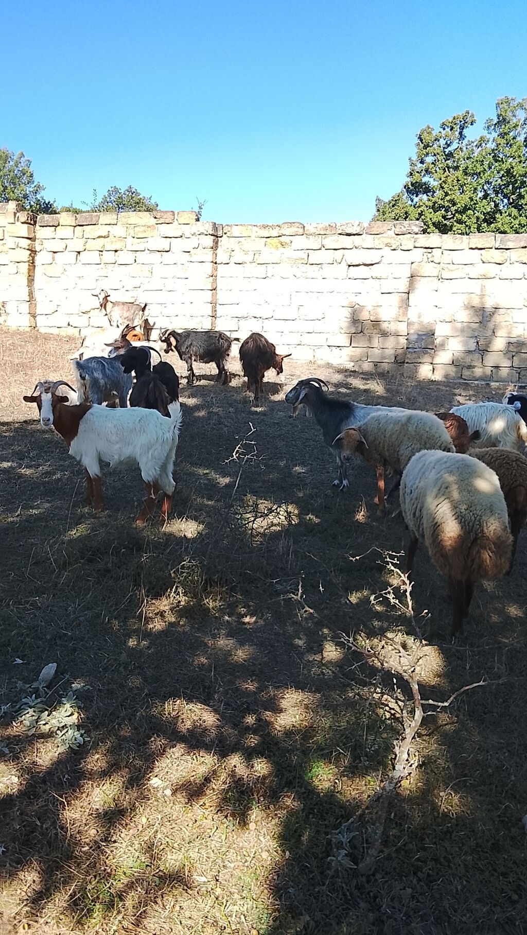 Salam 27 baş heyvan 2 dişi toğlu 1 qoç 11 baş ana keçi 12 baş dişi — Kənd təsərrüfatı heyvanları, Xızı (7)