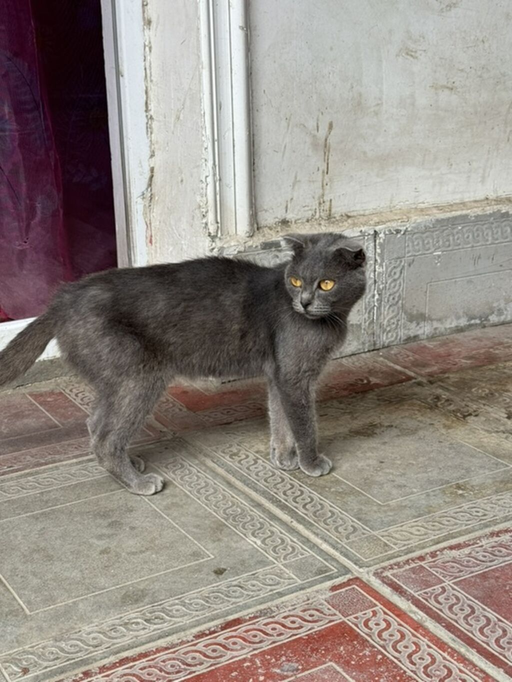 Tabbi, Dişi — Pişiklər, Gəncə (5)