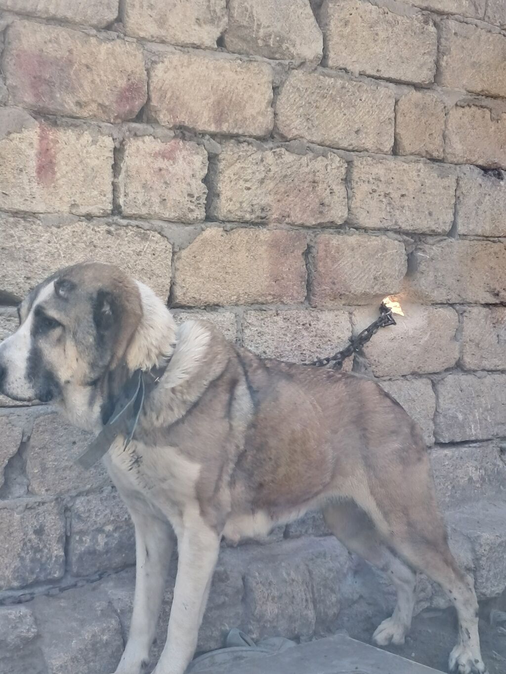 Alabay, Dişi — Köpəklər, Fatmayı (2)