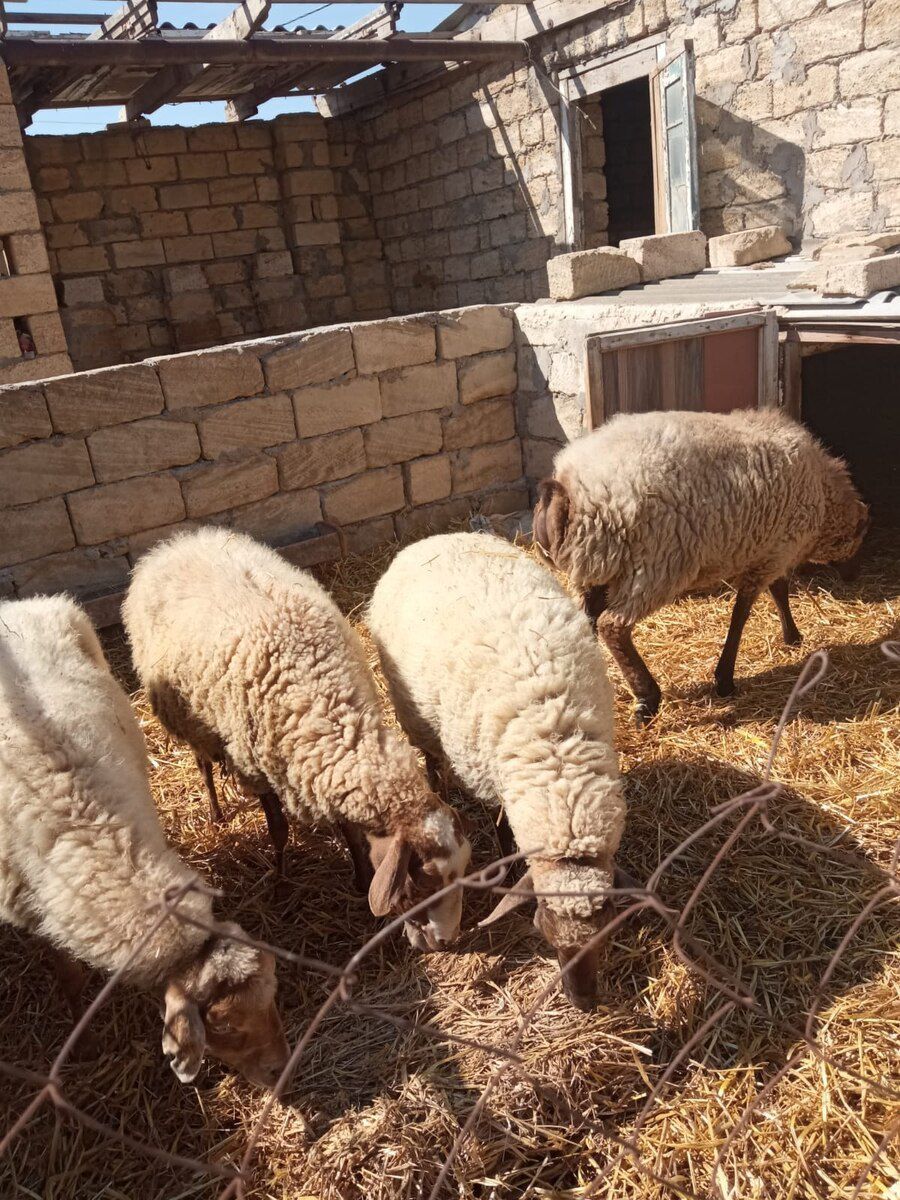 Qoyun və quzular — Kənd təsərrüfatı heyvanları, Bakı (9)