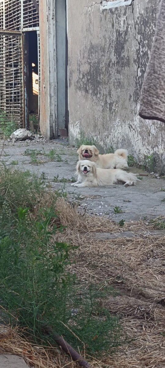 Pekines — Köpəklər, Bakı (3)