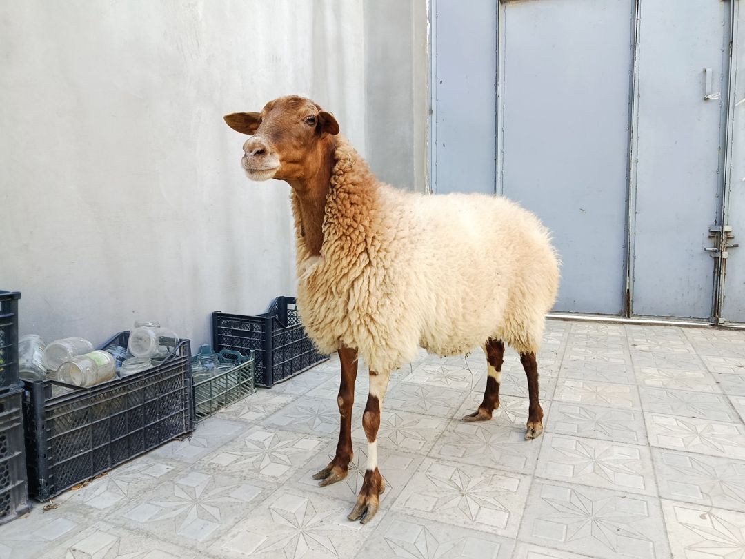 Qoyun — Kənd təsərrüfatı heyvanları, Bakı (2)