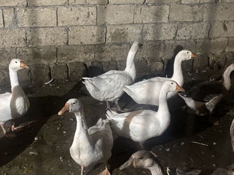 Sağlam qazlardir 35 manata sortdurlar 16 ededdir — Quşlar