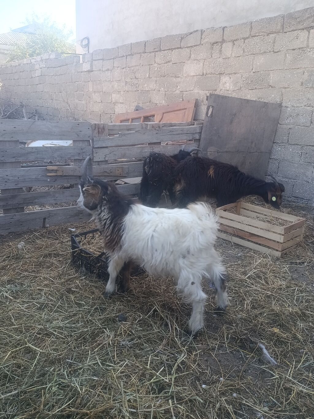Salam 3 çəpiş. Bir dişi iki Erkey komda satılır — Kənd təsərrüfatı heyvanları, Digah (3)