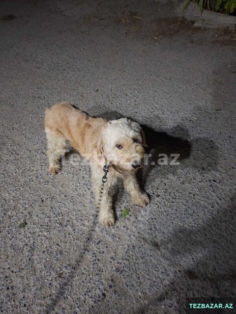 Pudel it — Bakı