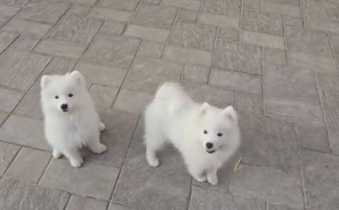 Samoyed balaları — Bakı