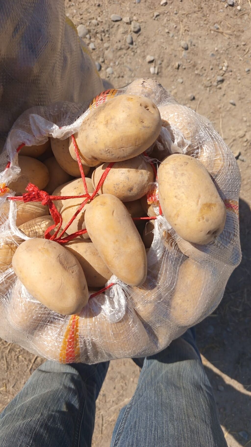 Salam Tovuz kartofu soğan almanın topdan və para kəndə satışı ünvan — Qida məhsulları, Sumqayıt (3)