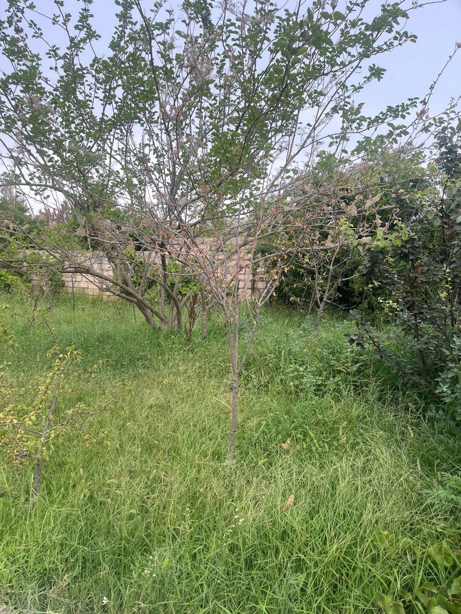 Bağ evi, Görədil qəs — Ev, villa, Bakı (5)