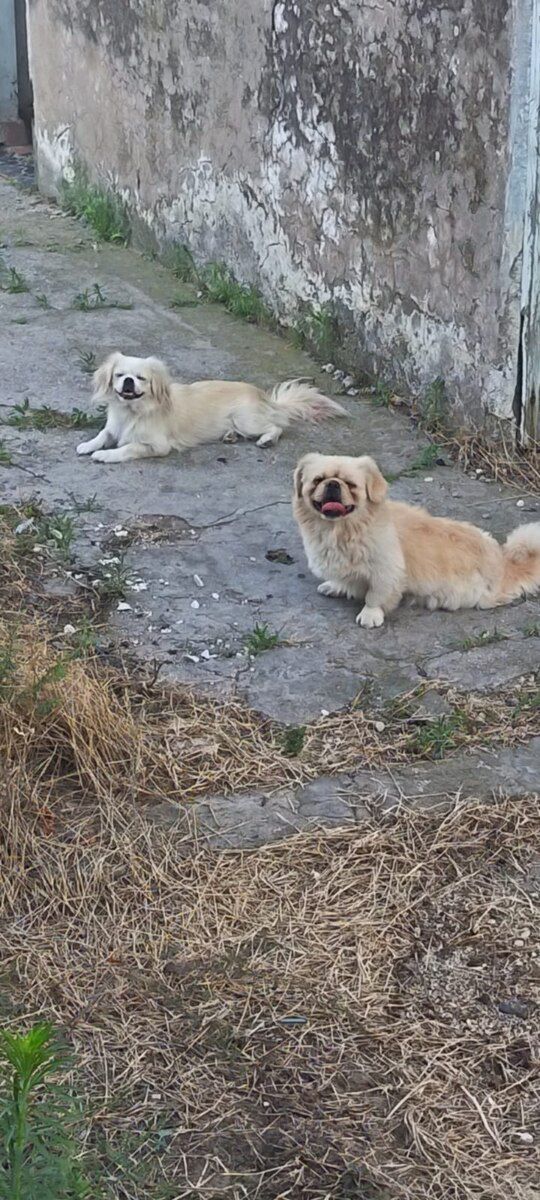 Pekines — Köpəklər, Bakı (6)