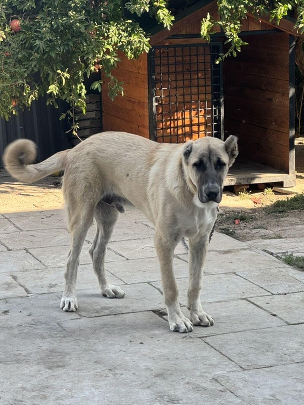 Kanqal, 6 ay, Erkək, Peyvəndli — Köpəklər, Şirvan (2)
