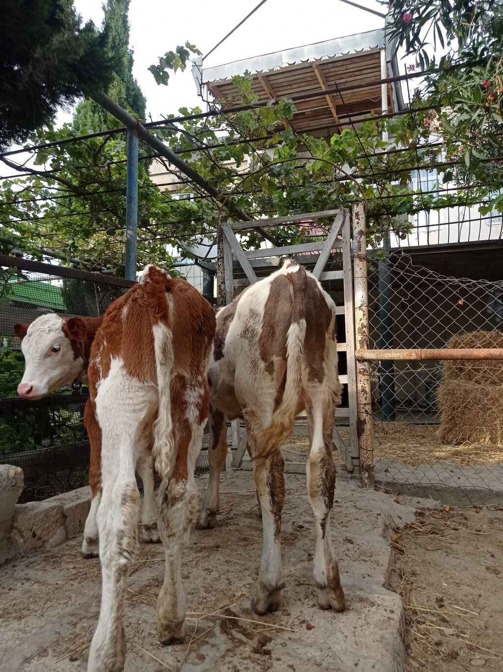 Bir Erkey bir dişi dişi simentaldi 4aylıqdı Erkey 7aylıqdı super — Kənd təsərrüfatı heyvanları, Digah (2)