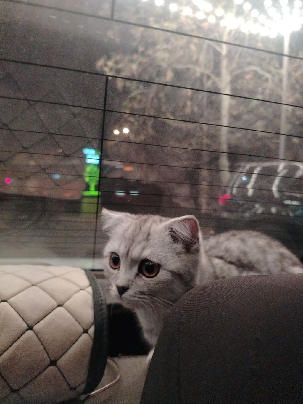 Şotland yastı qulaq — Pişiklər, Gəncə