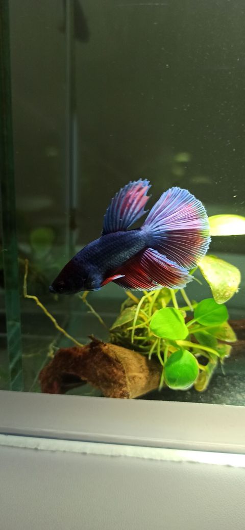 Betta (Petuşok balığı), Yırtıcı — Bakı
