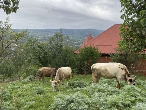 Dişi, il: 7, 65 kq, Südlük — Qusar