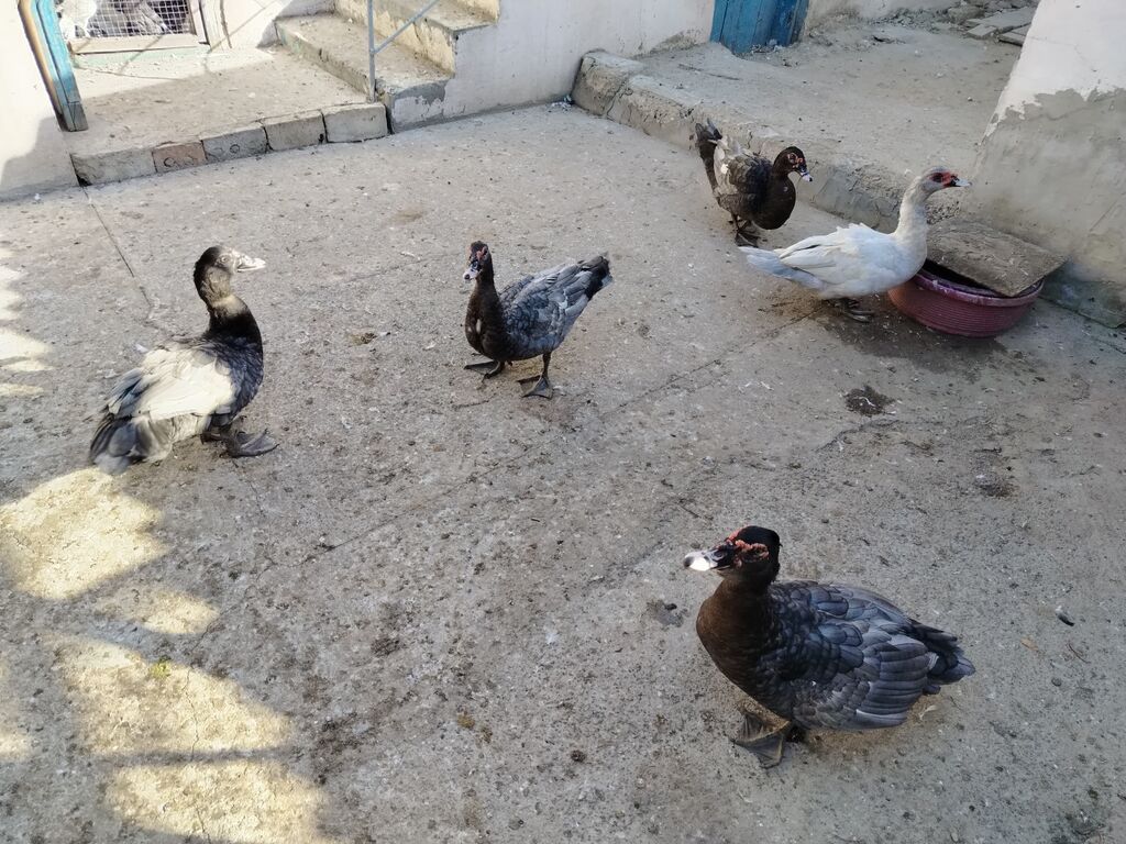 Erkək, Lal ördək, Ətlik, Ünvandan götürmə — Digərləri, Bakı
