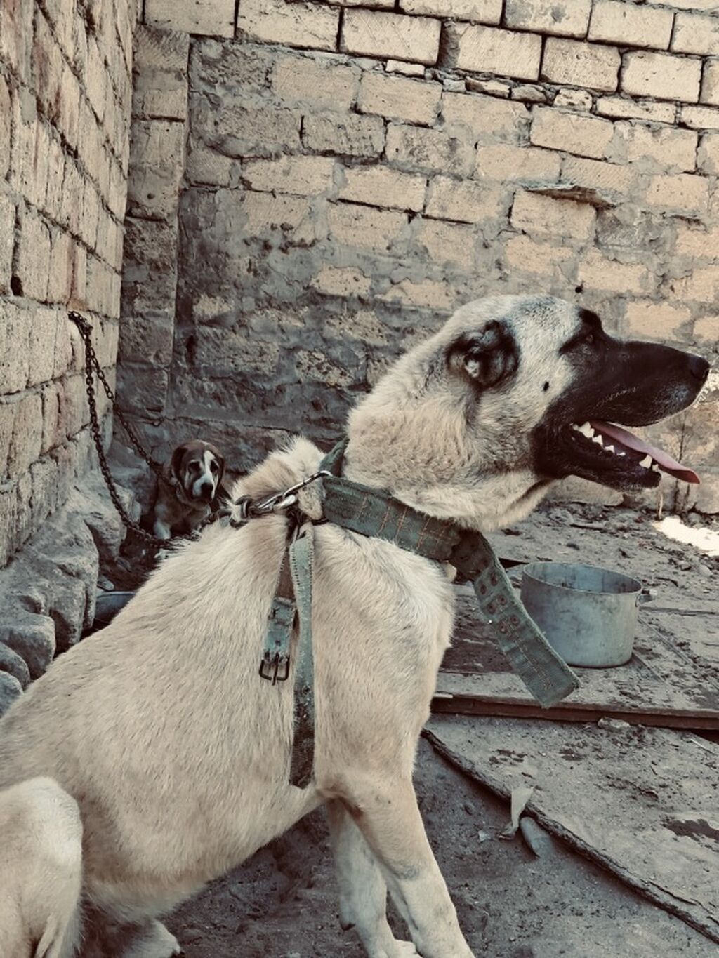 Kanqal — Köpəklər, Fatmayı (4)
