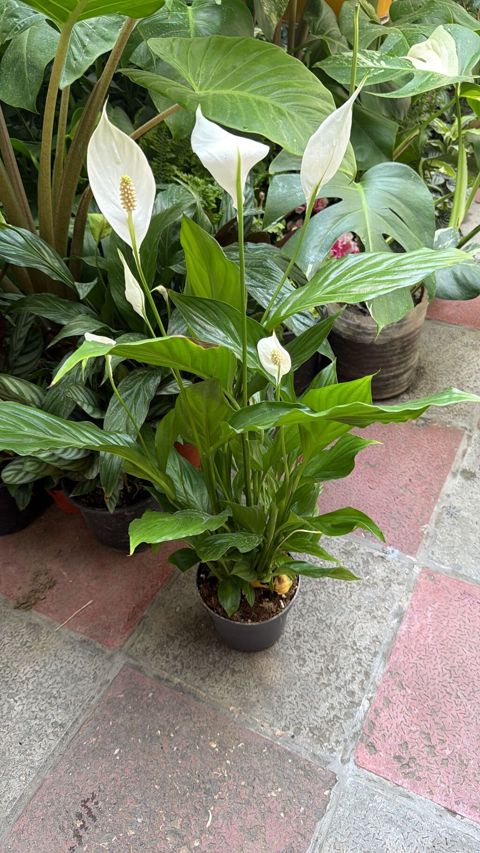 Spathiphyllum qadın xoşbəxtliyi. Hündürlük 50sm 25azn. Mini ölçü 30sm — Masazır