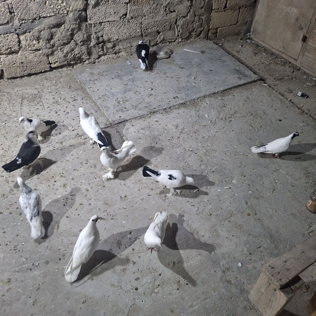 Göyərçinlər — Quşlar, Bakı (3)