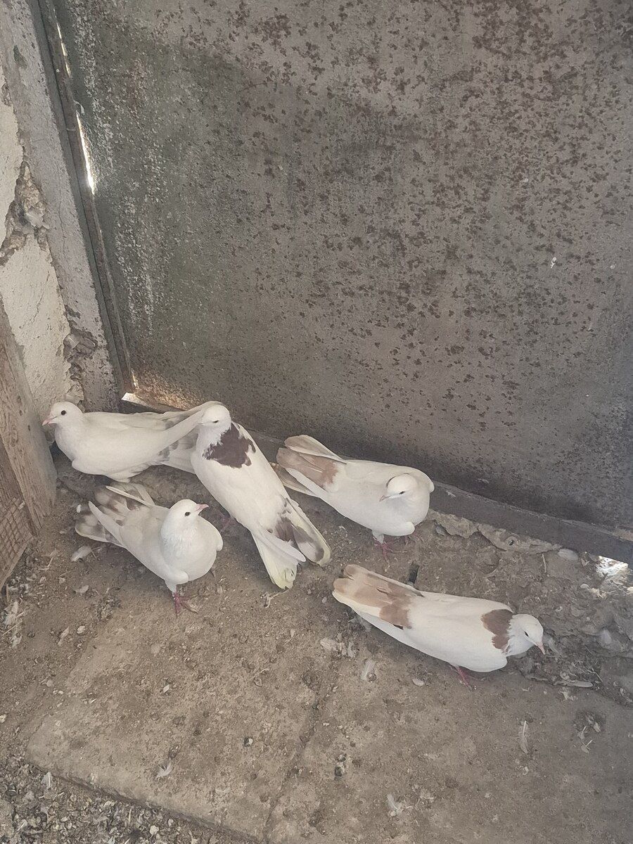 Göyərçinlər — Quşlar, Bakı (3)