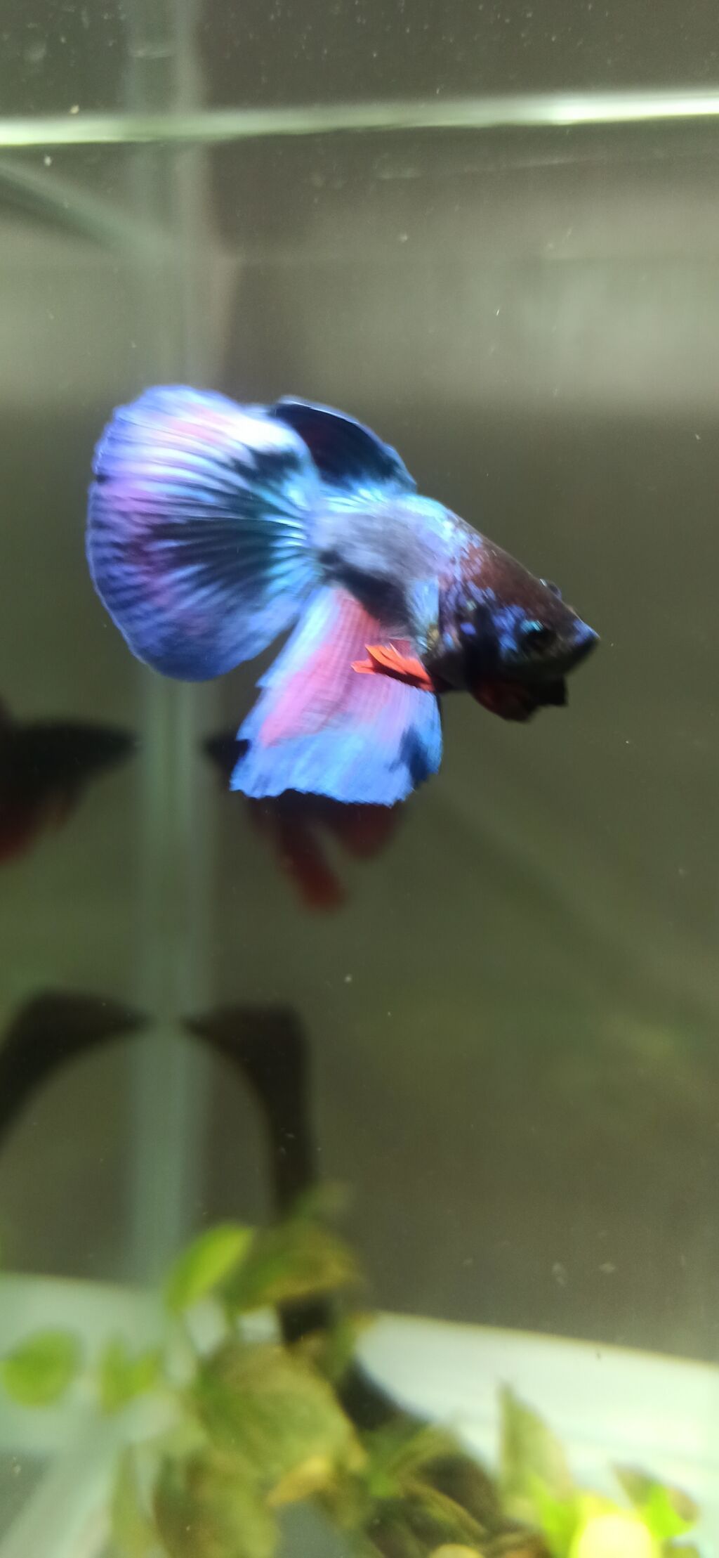 Betta (Petuşok balığı), Yırtıcı — Akvariumlar və balıqlar, Bakı (10)