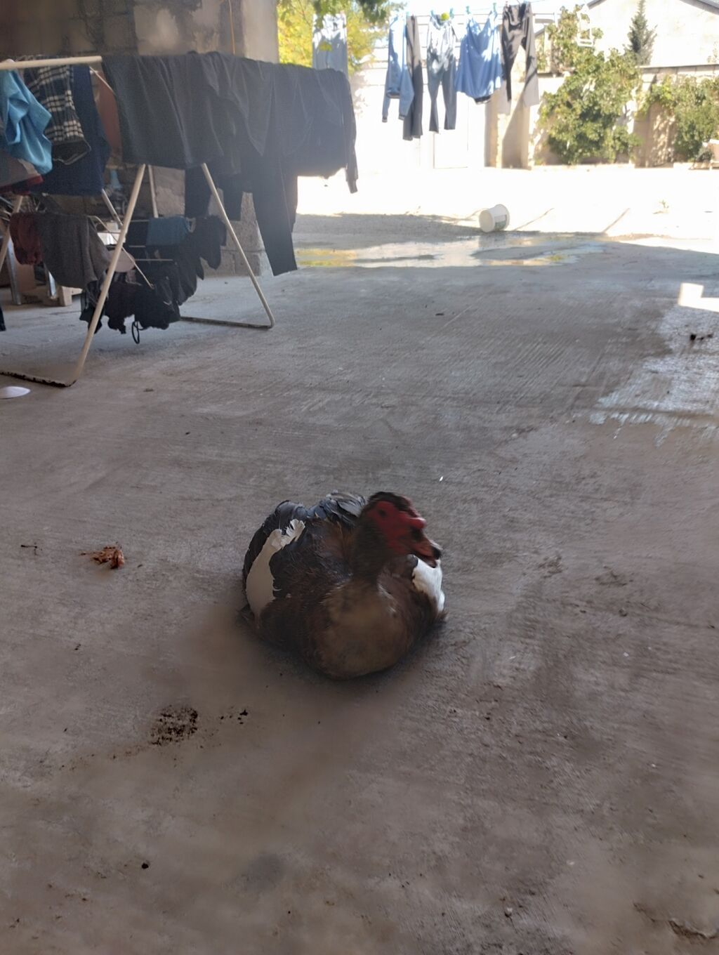 Erkək, Lal ördək, Ətlik — Digərləri, Digah (4)