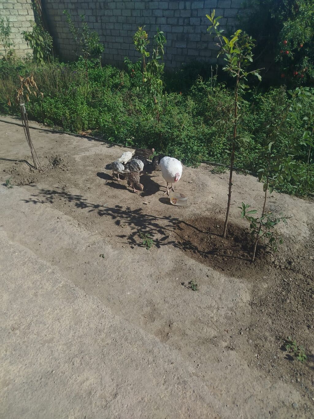 Salam 1 Ana 9 ədəd balası ilə satılır balaları 2 aylığdır sağlam — Digərləri, Digah (4)