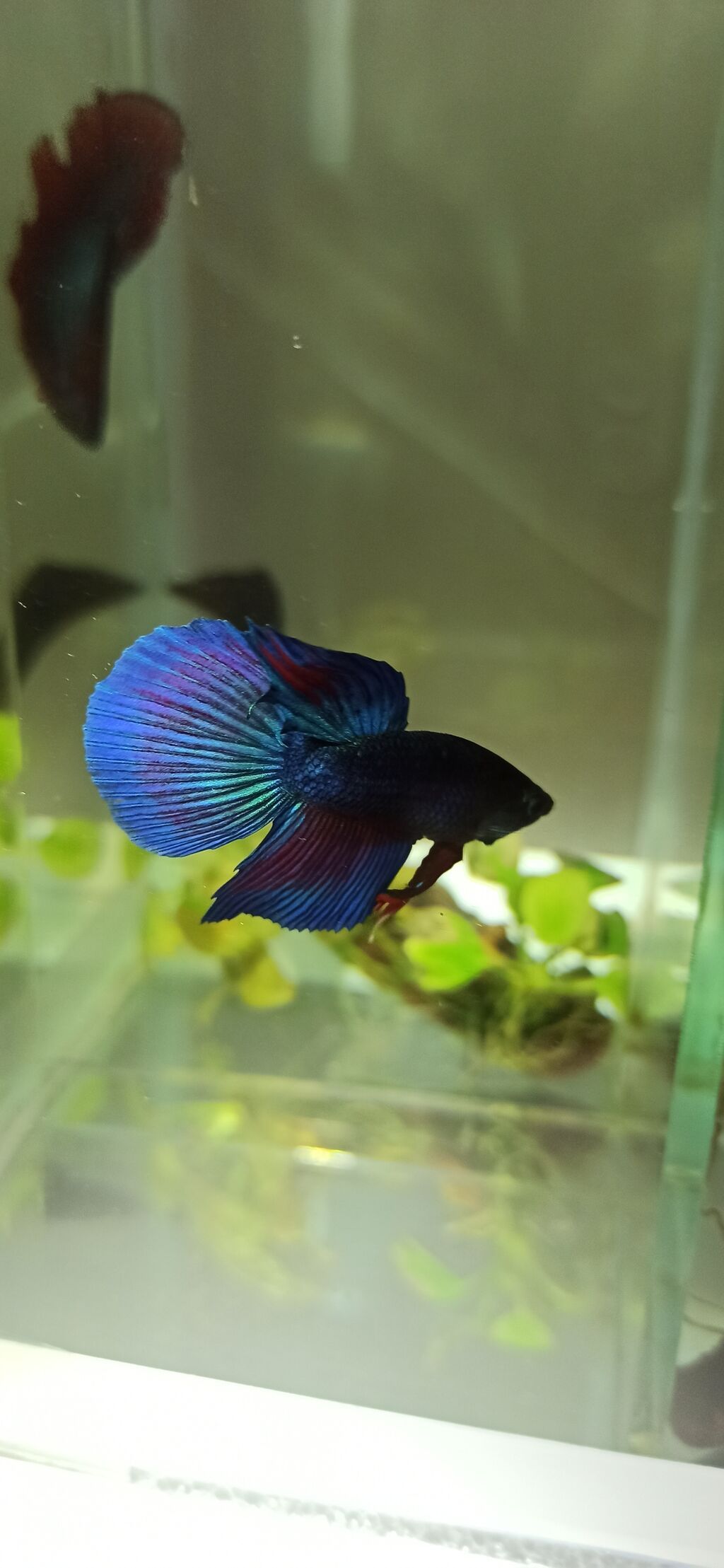 Betta (Petuşok balığı), Yırtıcı — Akvariumlar və balıqlar, Bakı (9)