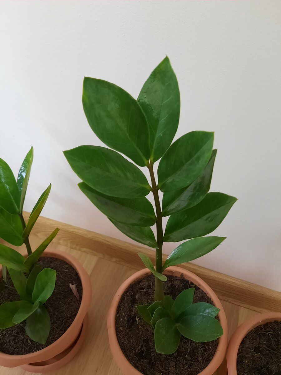 Zamioculcas gülü — Bitkilər, Bakı