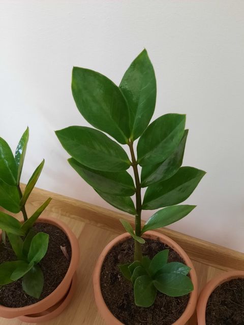 Zamioculcas gülü — Bakı