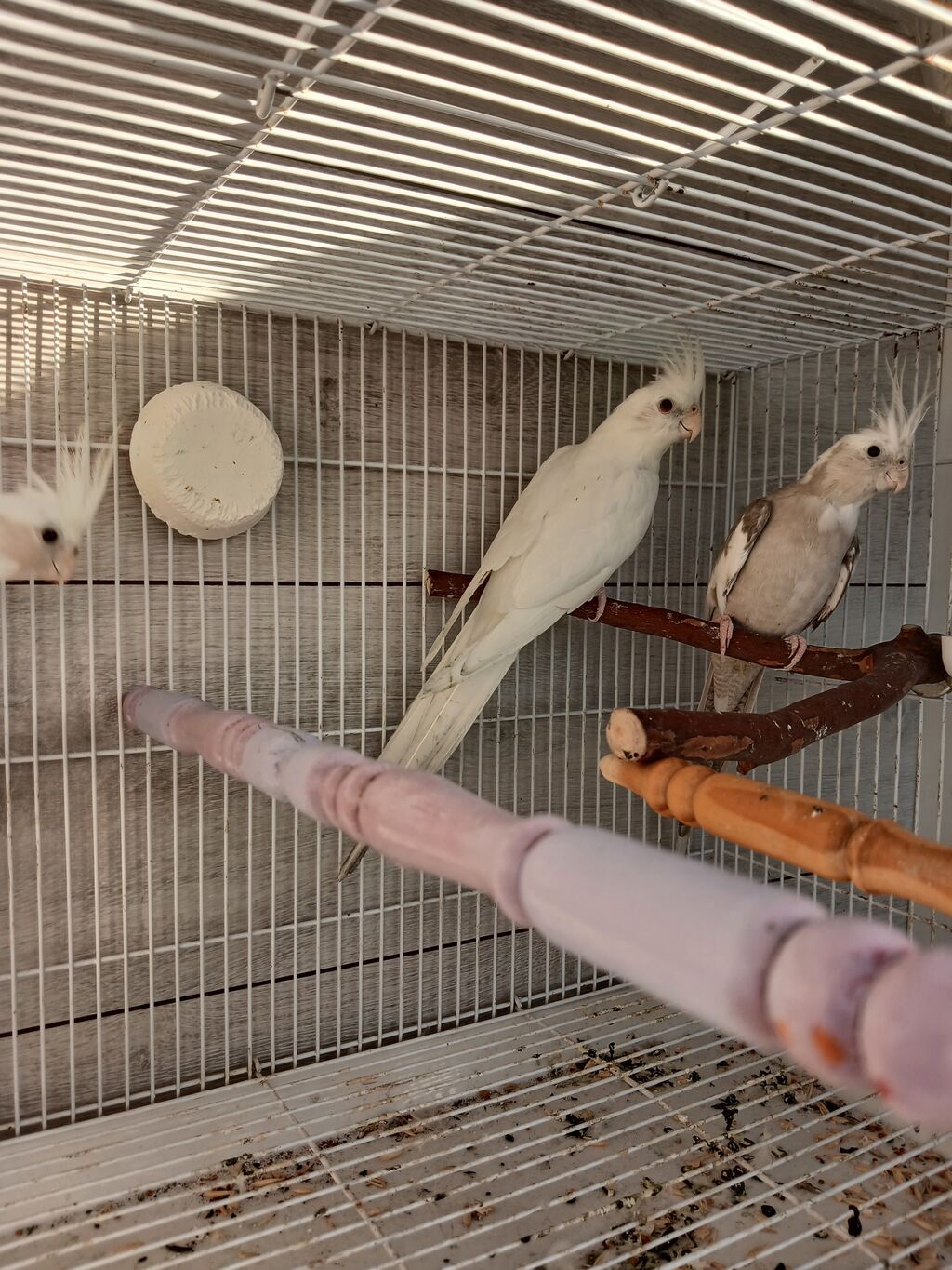 Nymph (kokatiel) quşları – müxtəlif rəng növləri - Növ: Nymph parrot — Tutyun papağayı, Bakı (2)