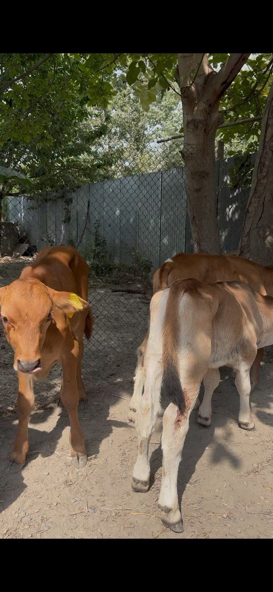 Buzovlar — Kənd təsərrüfatı heyvanları, Şəki (11)