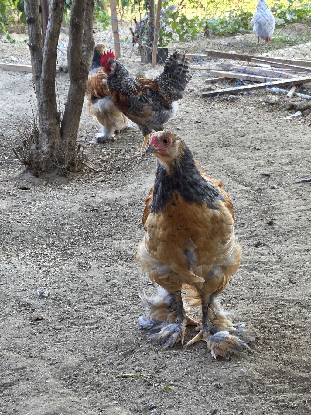 Toyuq, Brama, Damazlıq — Toyuq və xoruz, Bakı (5)