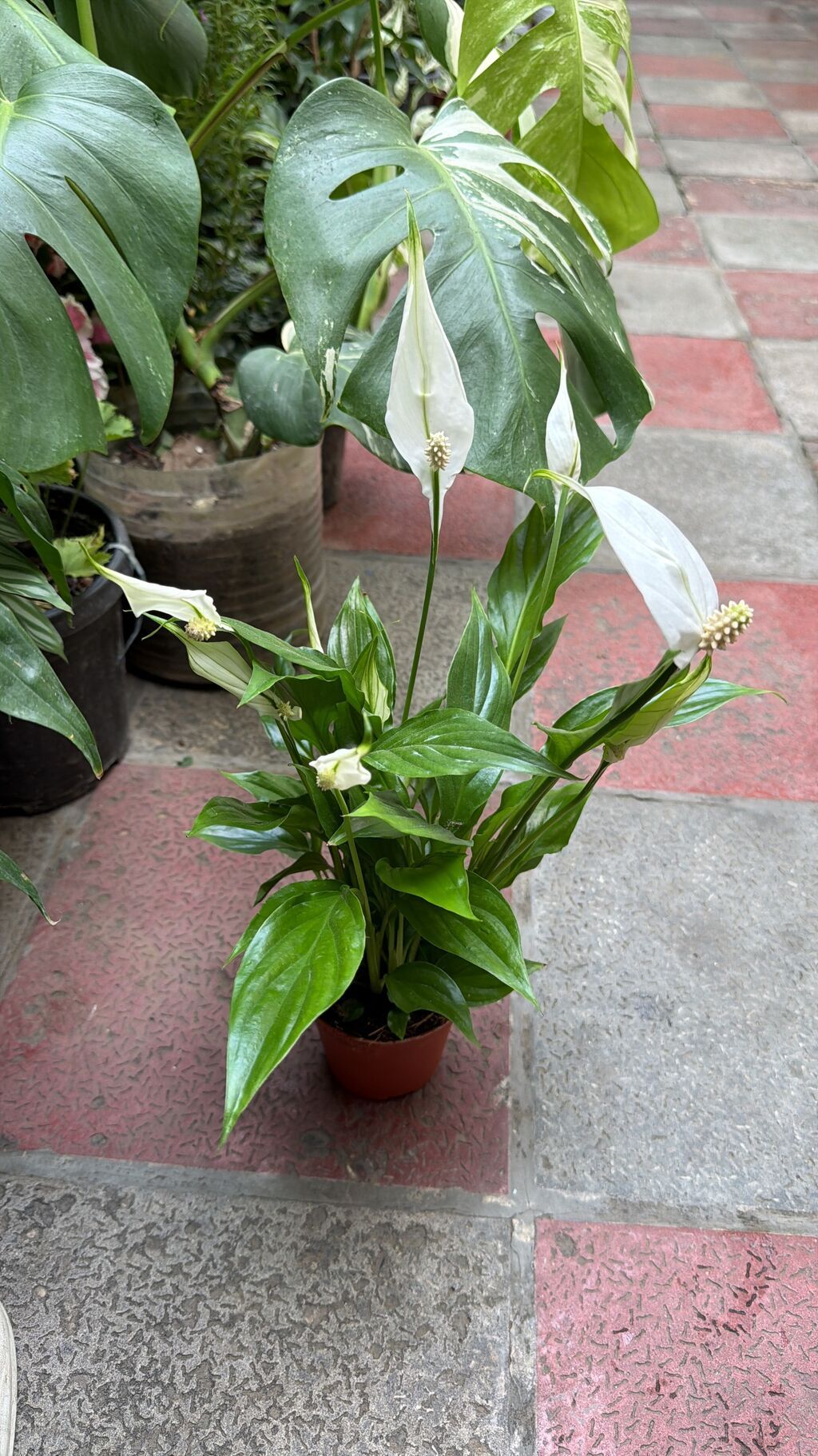 Spathiphyllum qadın xoşbəxtliyi. Hündürlük 50sm 25azn. Mini ölçü 30sm — Qapı bitkələri, Masazır (2)