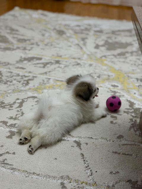 Pekines — Digah