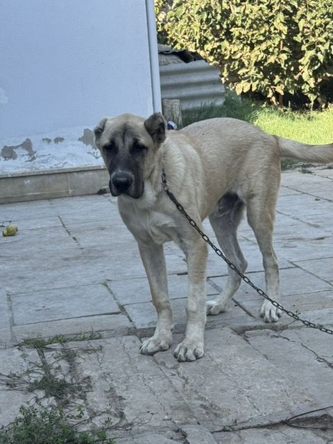 Kanqal, 6 ay, Erkək, Peyvəndli — Şirvan