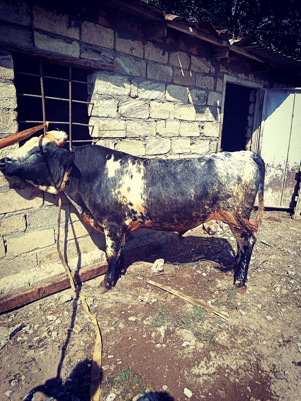 Erkək, il: 2, 185 kq, Ətlik, Ünvandan götürmə — Kənd təsərrüfatı heyvanları, Sanqaçal