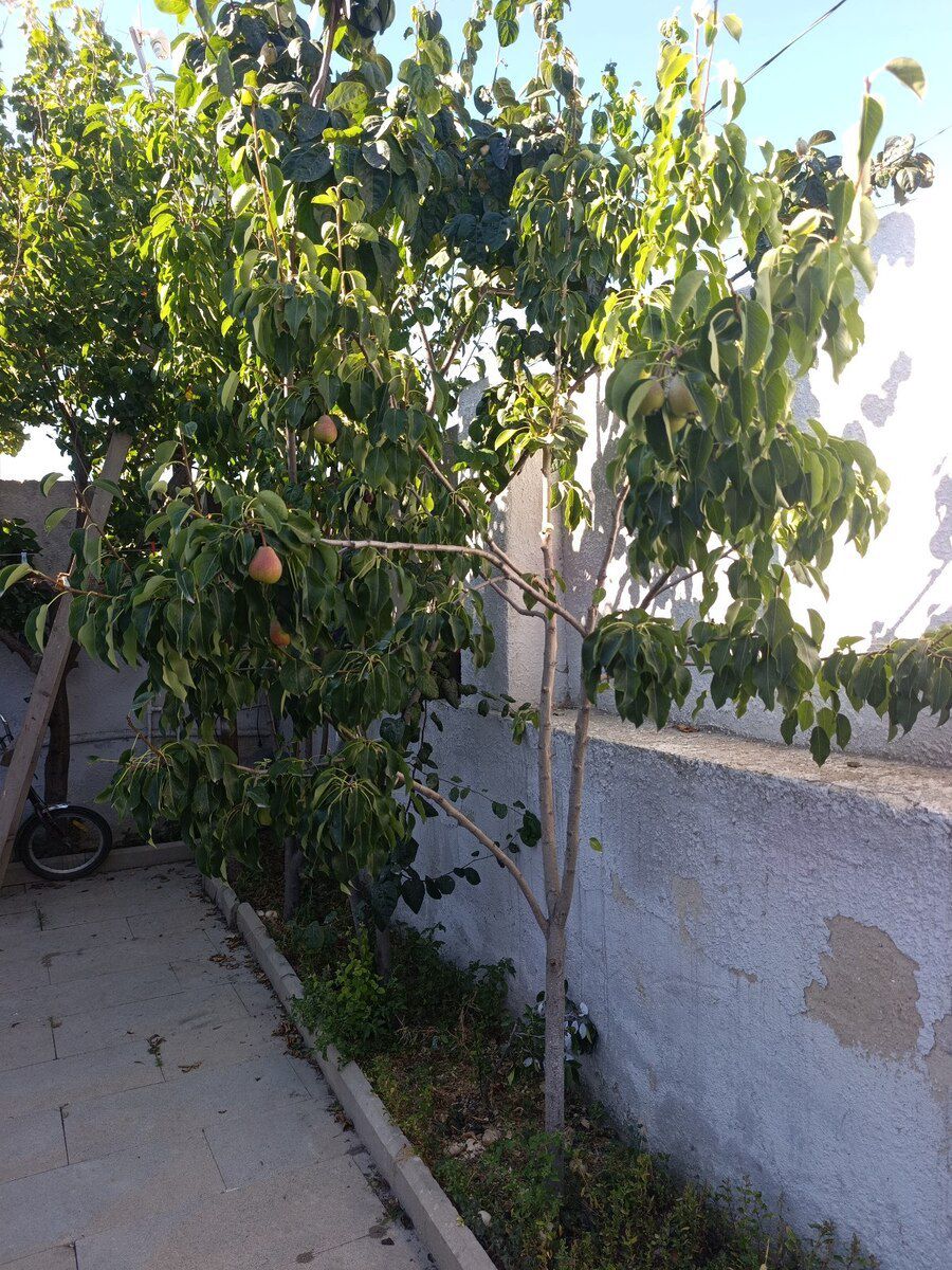 Həyət evi, Binə qəs — Ev, villa, Bakı (9)