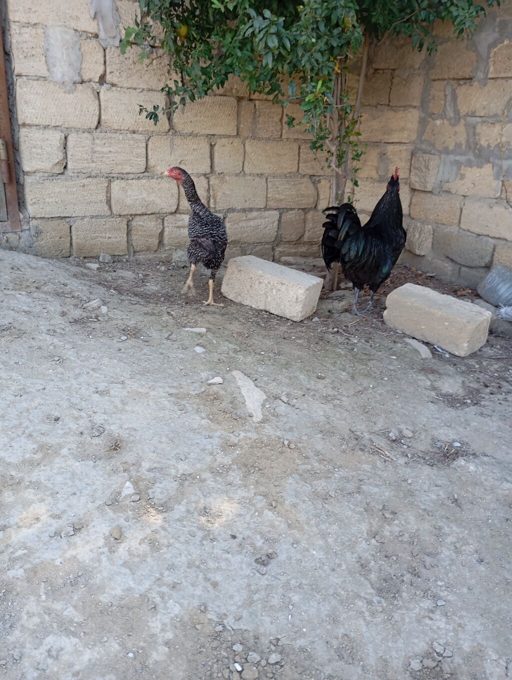 Toyuq, Damazlıq, Ünvandan götürmə — Toyuq və xoruz, Xırdalan (4)