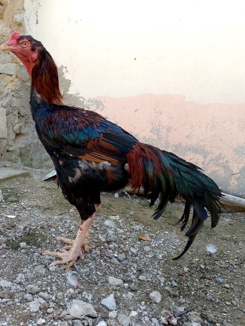 Salam 1 yaş 1 aylıq təmiz heyratı xoruzdu istəyən buyursun — Digah
