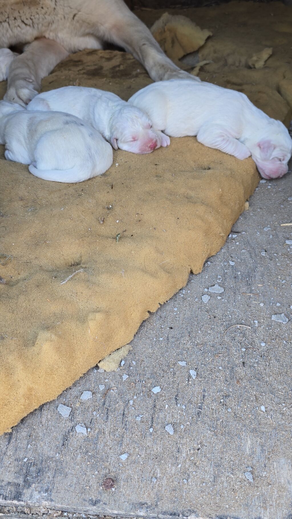 İri sümüklü Alabay balaları satılır Şəkildə 3 günlükdür 3 ədədir 1 — Köpəklər, Digah (3)